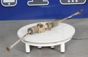 rack and pinion assy-sport (inc. 28-34)